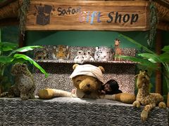 -济州岛泰迪熊博物馆