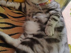 -平行世界·猫咖(首经贸店)