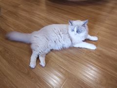 -滚猫咖啡·猫咖·猫友好撸猫(未来城店)