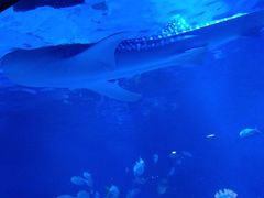 -烟台海昌鲸鲨海洋公园