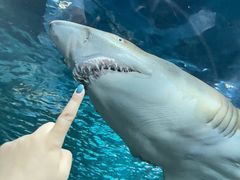 -上海海洋水族馆