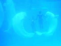 -秦皇岛乐岛海洋王国