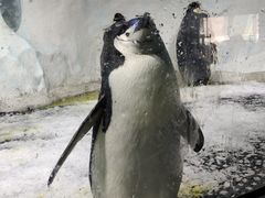 -海合安成都极地海洋公园