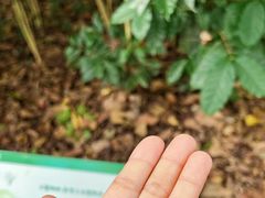 -中国科学院西双版纳热带植物园