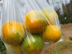 -前小桔亲子创意农场·草莓采摘·露营烧烤