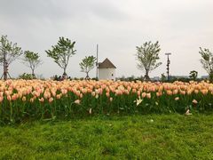 -金卉庄园