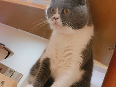 小痣-滚猫咖啡·猫咖·猫友好撸猫(未来城店)