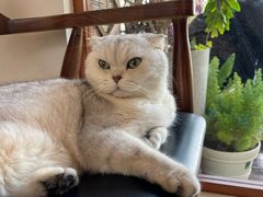 -有猫主题·治愈系猫咖(曾厝垵店)