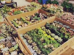 -秦美花卉(天朗·莱茵小城2期店)