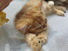 -中粮·祥云小镇