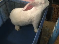 -温江公平红烧兔(总店)