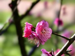 -陆家嘴中心绿地