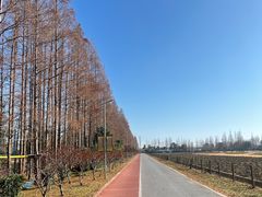 -上海长兴岛郊野公园