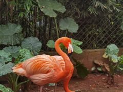 -海南热带野生动植物园