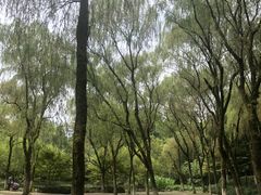 -柳浪闻莺公园