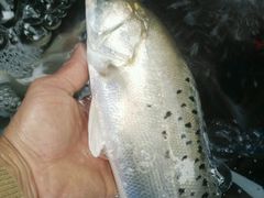 -八仔大富楼·河鲜(西江店)