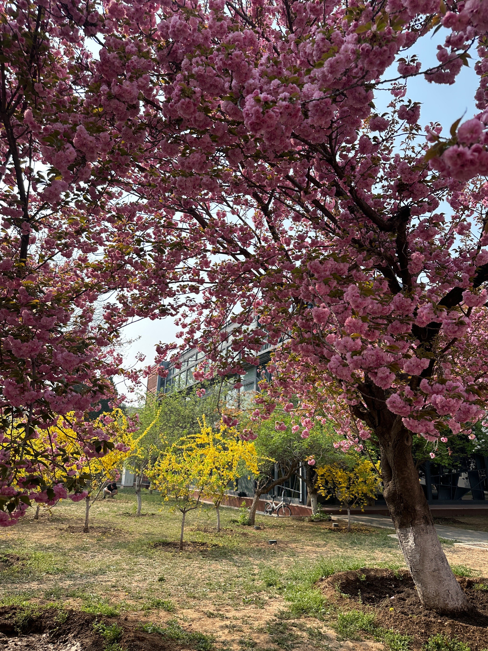 辽宁省朝阳市樱花节图片