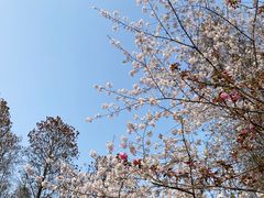 -上海共青森林公园