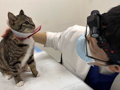 -美联众合动物医院·24h转诊中心