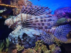 -上海海洋水族馆