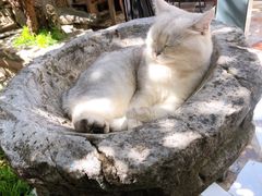 -喵屿·大理花园猫咖