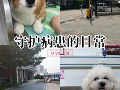 -派美特宠物医院·核磁CT·骨科肿瘤·疑难转诊(沈农禾丰店)