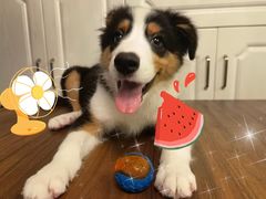 -翊宠yipet猫狗购宠庄园犬舍•猫舍