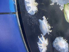 -太平洋海底世界博览馆·展览厅