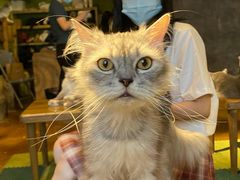 -猫猫幼稚园·撸猫·桌游·电玩