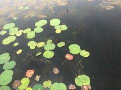 -白洋淀景区