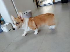 -汪说·狗咖(旺城大厦店)