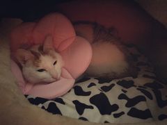 -伟伟宠物医院·CT影像中心·瑞派犬猫综合性门诊(汉口总院)