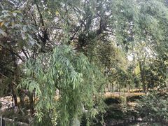 -沙河三洞古桥公园