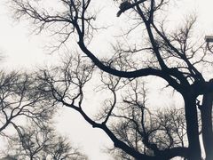 -吴记百姓菜馆·北京菜·烤鸭(故宫店)