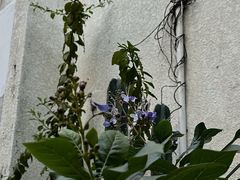 -素咫咖啡CLIFEROSE(新安店)