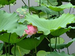 -荔湾湖公园