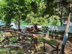 -西霞口神雕山野生动物世界