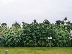 -野狸岛