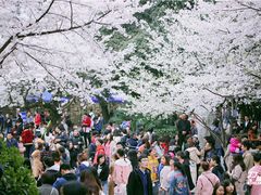 -武汉大学-樱园