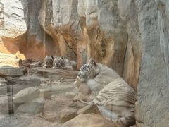 -灵玲国际马戏城