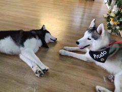 -Husky Go! 哈士奇体验馆·宠物咖啡厅狗咖