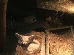 -清迈夜间动物园