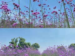 -西京湾花海