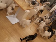 -有喵·猫咖·狗咖·30几只猫10只小狗(岗厦店)