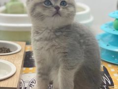 -糯米喵星人总部直营旗舰店·猫舍·幼猫出售