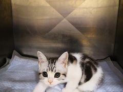 -芭比堂宠物医院·全科爱猫医院·仁德分院