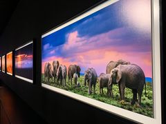 -罗红摄影艺术馆