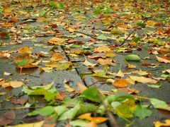 -铁山坪森林公园