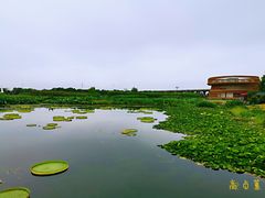 -荷塘月色湿地公园·向阳花洲