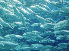 -上海海洋水族馆